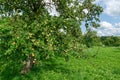 orchard with apple trees, summer in southern Germany Royalty Free Stock Photo
