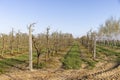 orchard with apple trees to harvest apples Royalty Free Stock Photo