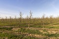 orchard with apple trees to harvest apples Royalty Free Stock Photo