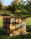 Apple wood crate boxes stacked