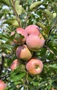 Apples ripen on the tree branch Royalty Free Stock Photo