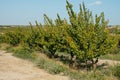 orchard of apricot trees in Seros, Catalonia, Spain