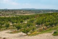 orchard of apricot trees in Seros, Lleida province, Spain
