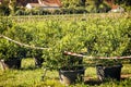 Orchard with blackberry bushes, seasonal fruit picking