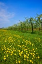 Orchard, blooming apple trees and a meadow with dandelions