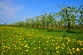 Orchard, blooming apple trees and a meadow with dandelions