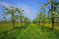Orchard, blooming apple trees, spring