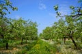 Orchard, blooming apple trees, spring