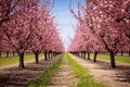 an orchard blooming with pink cherry blossoms during spring