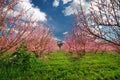 Orchard blooming spring garden