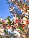 Orchard Blooms in Central Cali