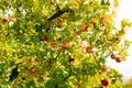 orchard with bright ripe apple outdoor. photo of orchard with ripe apple. Royalty Free Stock Photo