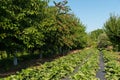 The orchard with cherries and strawberries Royalty Free Stock Photo