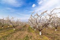 Orchard of cherry trees