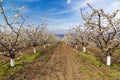 Orchard of cherry trees in spring