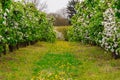 Early spring in apple plantation