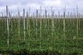 Orchard with columned apple trees on a trellises