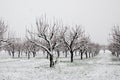 Orchard in countryside with snow Royalty Free Stock Photo