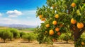 orchard cyprus citrus groves Royalty Free Stock Photo