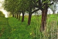 Orchard and the dirt road