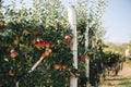 Orchard of espalier apple trees in autumn