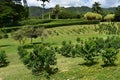 Orchard farm land in Hawaii Royalty Free Stock Photo