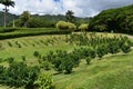 Orchard farm land in Hawaii Royalty Free Stock Photo