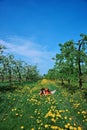 Orchard, female photographer, blooming apple trees, spring Royalty Free Stock Photo