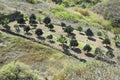 An orchard in Firgas, Gran Canaria Royalty Free Stock Photo