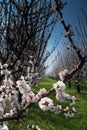 Orchard with flowering trees