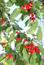 Background fresh red cherries in a blue sky Royalty Free Stock Photo