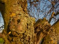 An orchard fruit tree attacked by the fungal disease Xanthoria parietina.