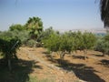 An orchard of fruit trees near the Sea of Galilee