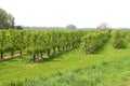 Picturesque orchard with fruit-growing industries, Tricht, Betuwe,Netherlands