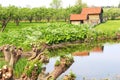 Picturesque agricultural fruit-growing industries, Tricht/Geldermalsen,Betuwe,Holland