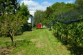 Orchard and green grass path in a sunny day, Italy