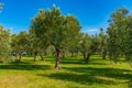 orchard at Grotte di Catullo in Sirmione in Italy