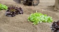 Closeup Oak Leaf lettuce Royalty Free Stock Photo