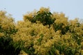 Lychee flowers in sunlight and blue sky