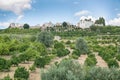 Orchard on the island of Sicily, Italy Royalty Free Stock Photo