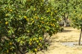 An orchard with kumquat trees with ripe fruits on the branches. Israel