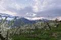 Orchard in Lofthus, Hardanger