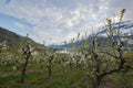 Orchard in Lofthus, Hardanger region, Norway