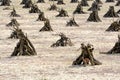 Orchard looking like an Indian camp, with its fruit trees cutted, the branches are stacked in pyramid form,ÃÂ similar to