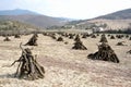 Orchard looking like an Indian camp, with its fruit trees cutted, the branches are stacked in pyramid