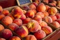 Fresh picked peaches from orchard Royalty Free Stock Photo