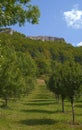 Orchard near Via Transilvanica trail in Mehedinti Mountains, Romania, Europe