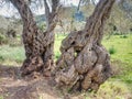 Orchard an old olive trees. Macro of bark of olive tree Royalty Free Stock Photo