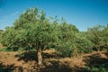 Orchard with olive trees in a farm Royalty Free Stock Photo