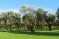 Orchard with olive trees, south europe Royalty Free Stock Photo